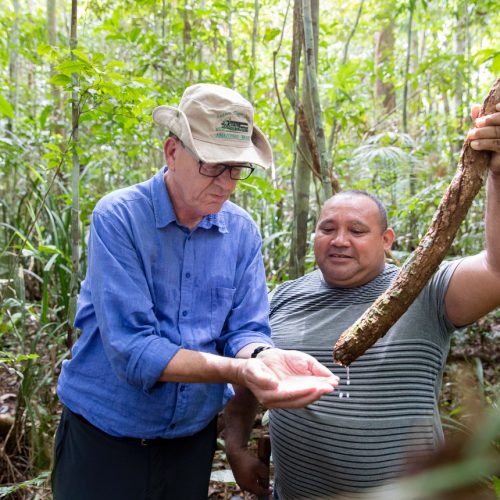 Bundesentwicklungsminister Gerd Mueller, CSU, mit einem Indianer, der Forstwirt ist und ihm Pflanzen, die als Wasserspeicher des Amazonas dienen im Regenwald in Tumbiras im Amazonasgebiet in Brasilien,10.07.2019.